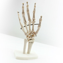 JOINT03 (12349) Medical Anatomy Science Life-Size Hand Joint Human Anatomical Models , Education Models